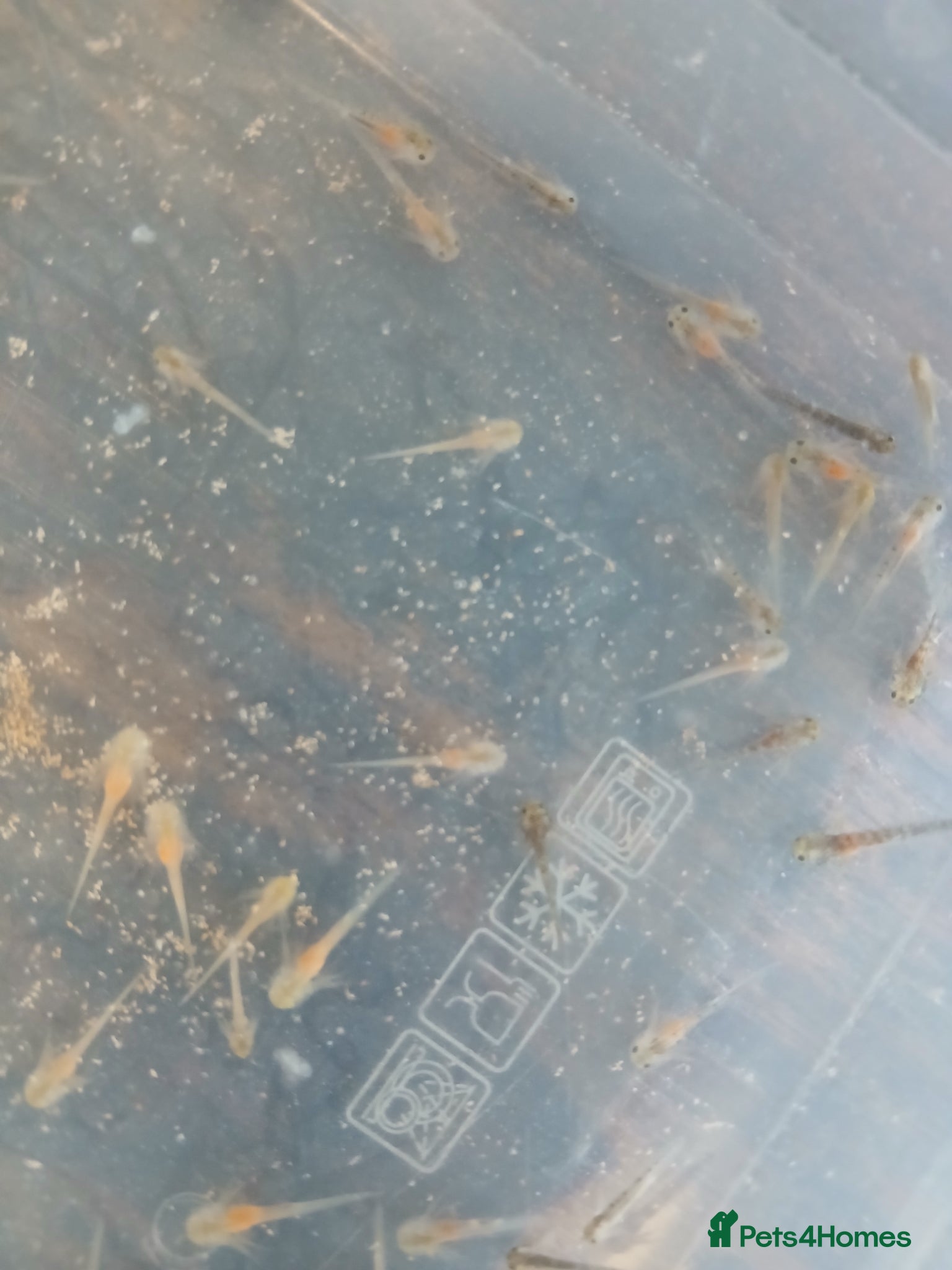 Axolotl reptiles Axolotl babies - Advert 6