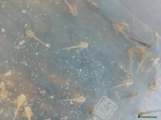 Axolotl reptiles Axolotl babies - Advert 6