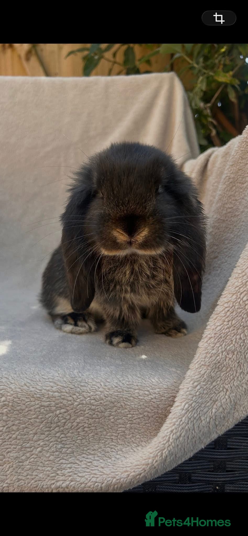 French Lop rabbits All reserved. Amazing quality French lop babies -  - Advert 15