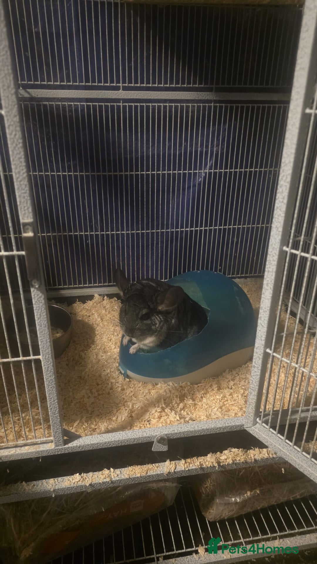 Chinchilla rodents for sale: 2 one year old male chinchillas - Advert 1