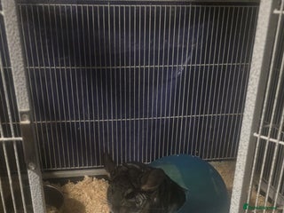 Chinchilla rodents 2 one year old male chinchillas - Advert 1