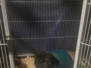 Chinchilla rodents 2 one year old male chinchillas - Advert 4