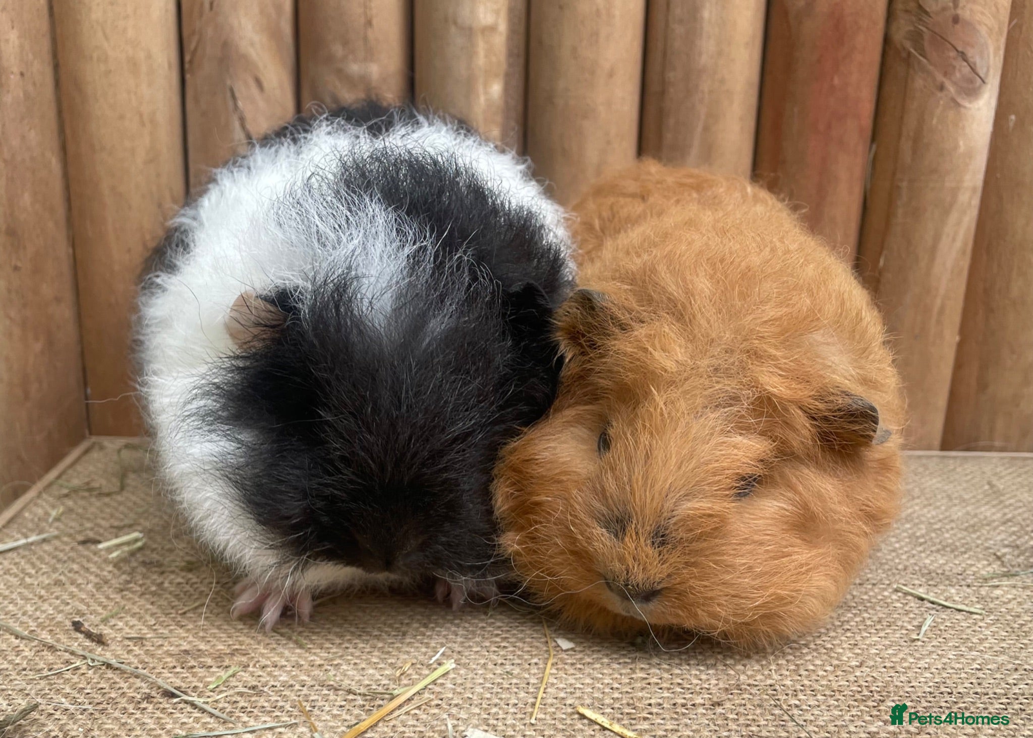 Guinea Pig rodents Swiss teddies - Advert 1
