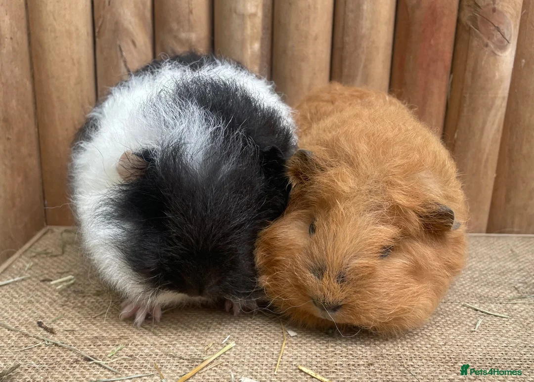 Guinea Pig rodents for sale: Swiss teddies - Advert 1