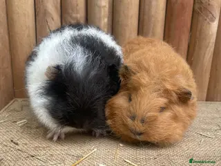 Guinea Pig rodents for sale: Swiss teddies - Advert 1
