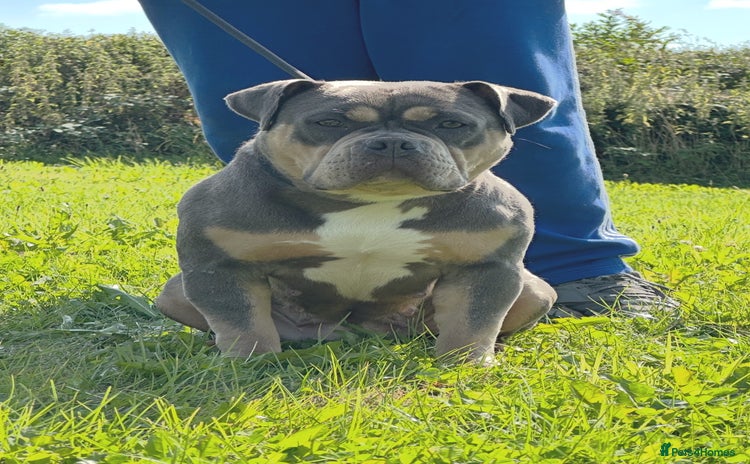 American Bully dogs - Advert 1