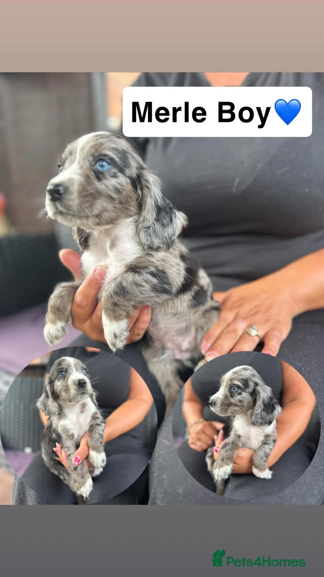 Cocker Spaniel dogs for sale: Cocker spaniel puppy - Advert 11