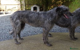 Deerhound dogs for stud: Scottish Deerhound Stud in Wisbech - Image 2