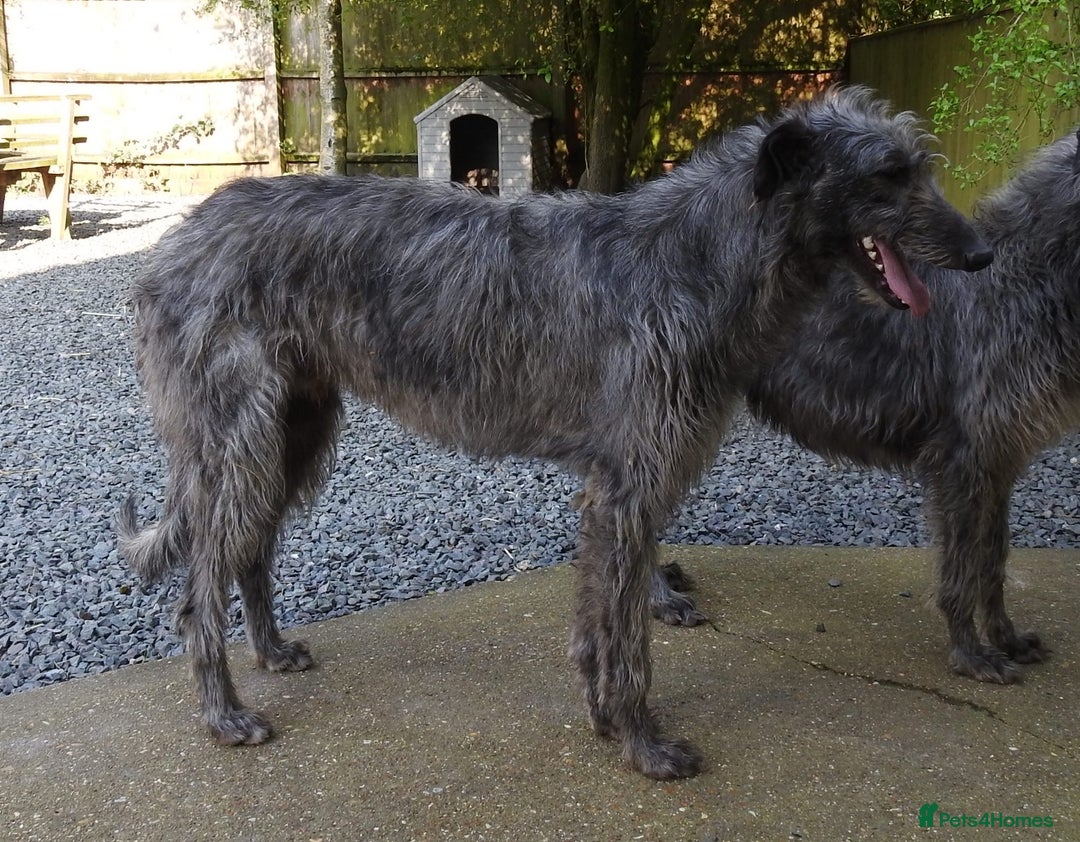 Deerhound dogs for stud: Scottish Deerhound Stud in Wisbech - Image 2
