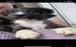 Border Collie dogs for sale: Border collie puppy’s for sale  - Image 9