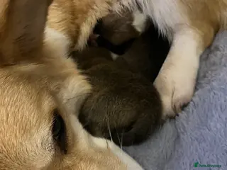 Welsh Corgi Pembroke dogs 2 Pembroke Corgi girls available - Advert 18