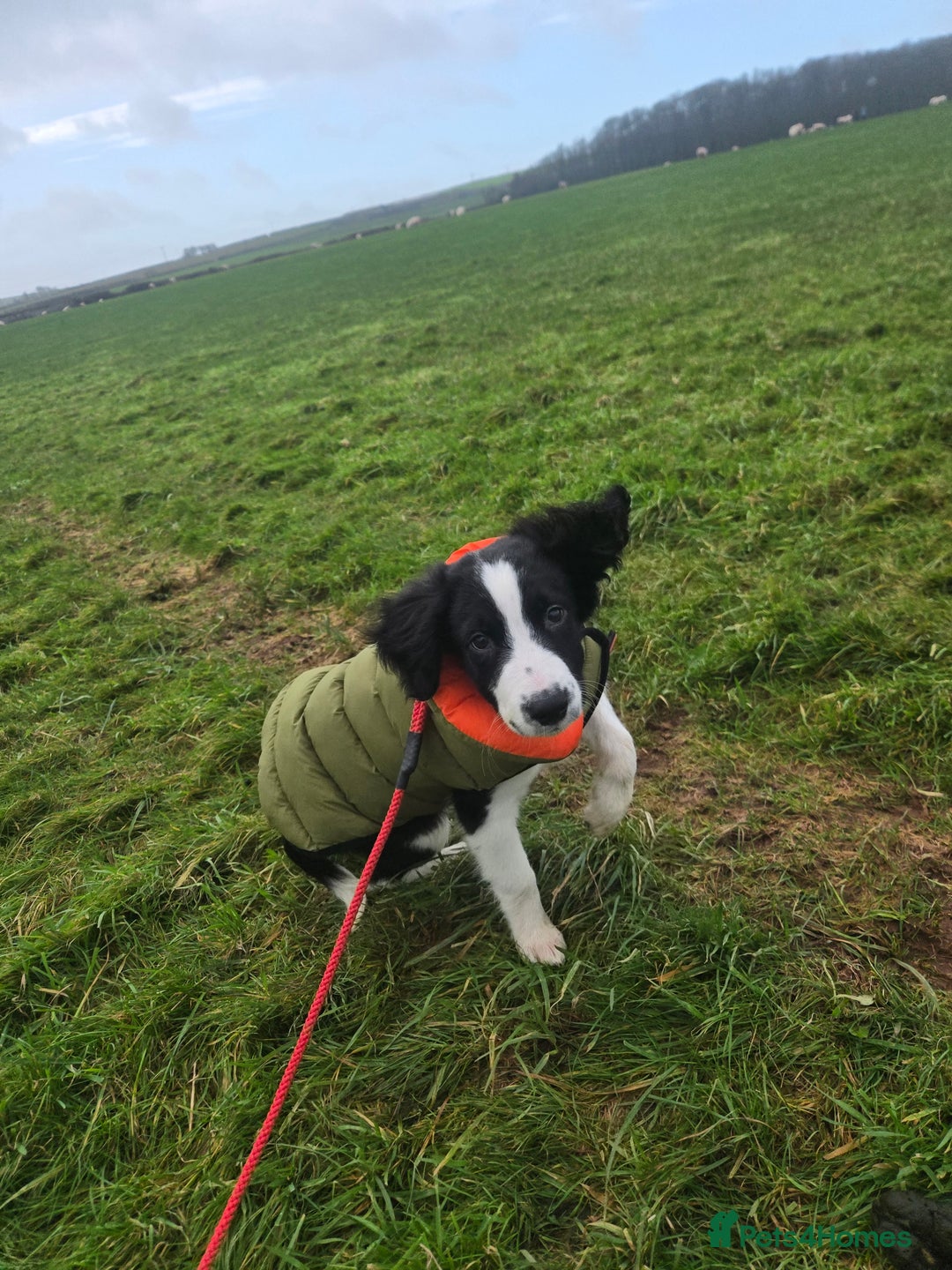 Sprollie dogs for sale: black and white collie cross springer spaniel  - Advert 1