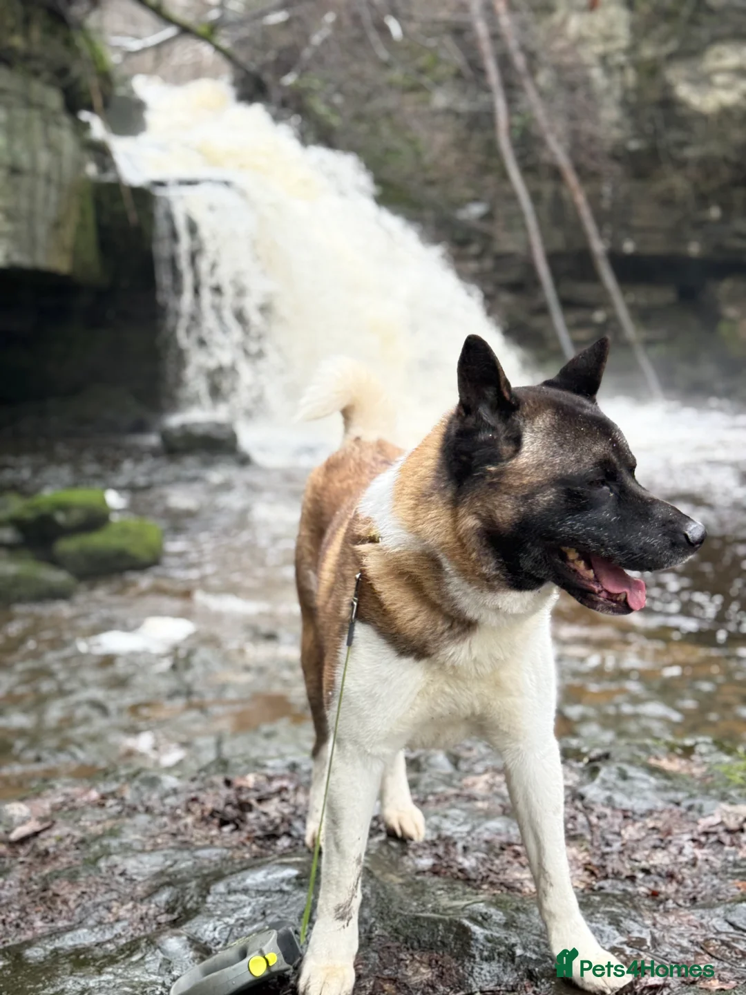 Akita dogs for stud: American Akita for stud  **  - Advert 4