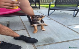 Mixed Breed dogs for sale: Poppy - Image 4