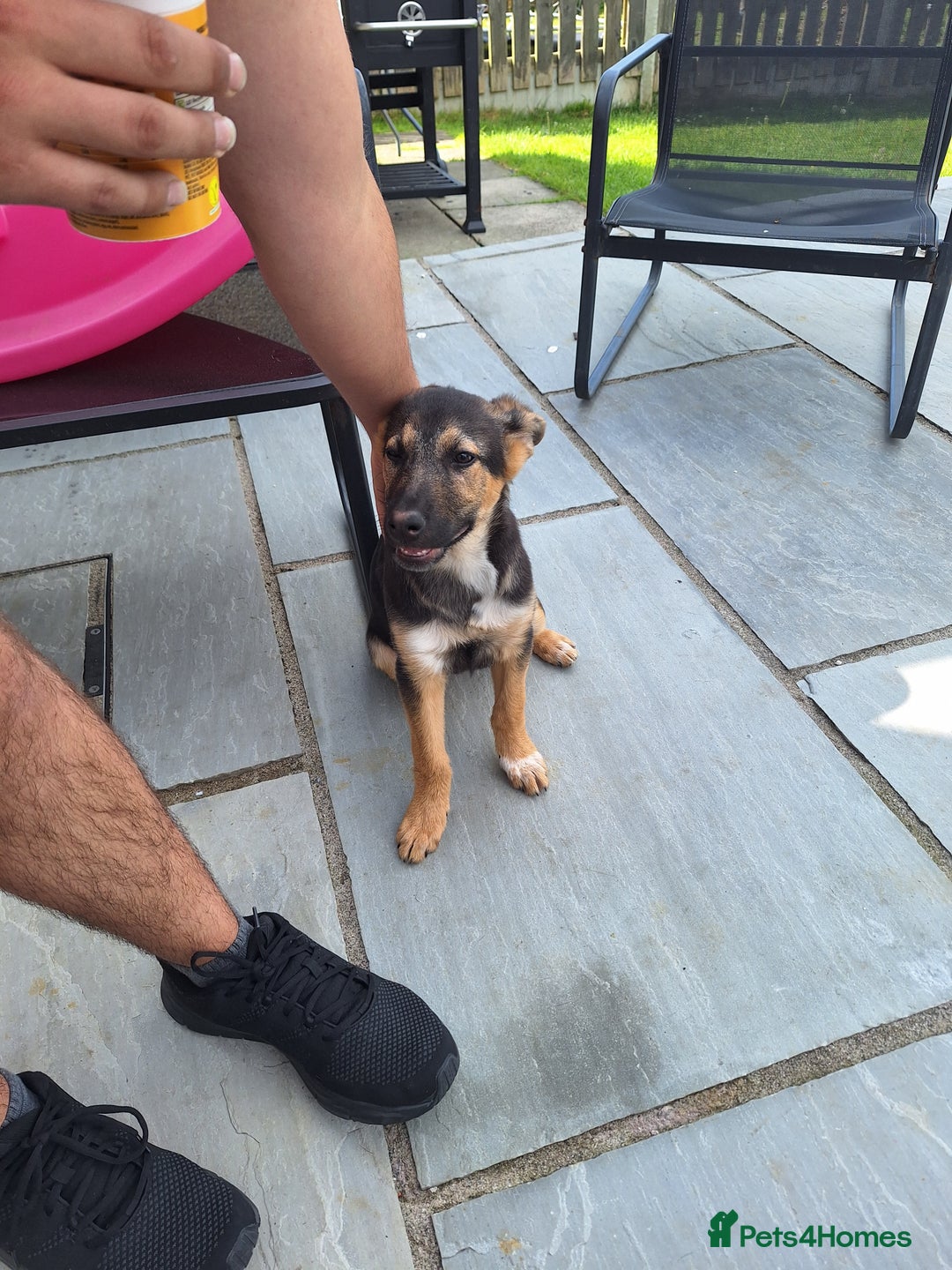 Mixed Breed dogs for sale: Poppy - Image 4
