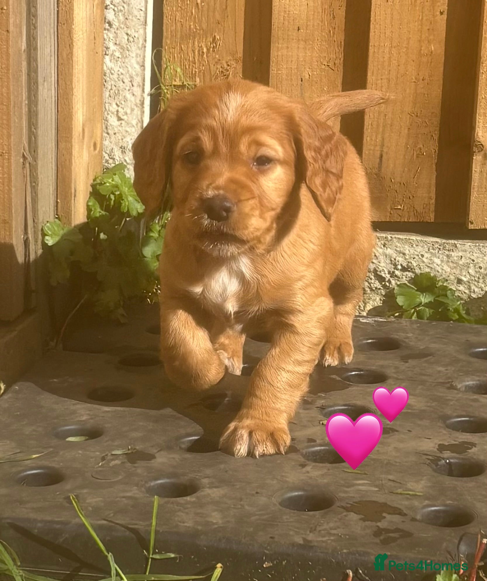 Cocker Spaniel dogs Beautiful KC Reg. Working Cocker Spaniels  - Advert 9