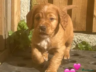 Cocker Spaniel dogs Beautiful KC Reg. Working Cocker Spaniels - Advert 9