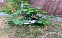 Mixed Breed cats for sale: Cute Tabby Kittens - Ready Now - Image 9