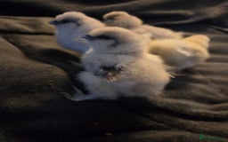 Chickens poultry for sale: USA MINI SILKIES  - Image 3