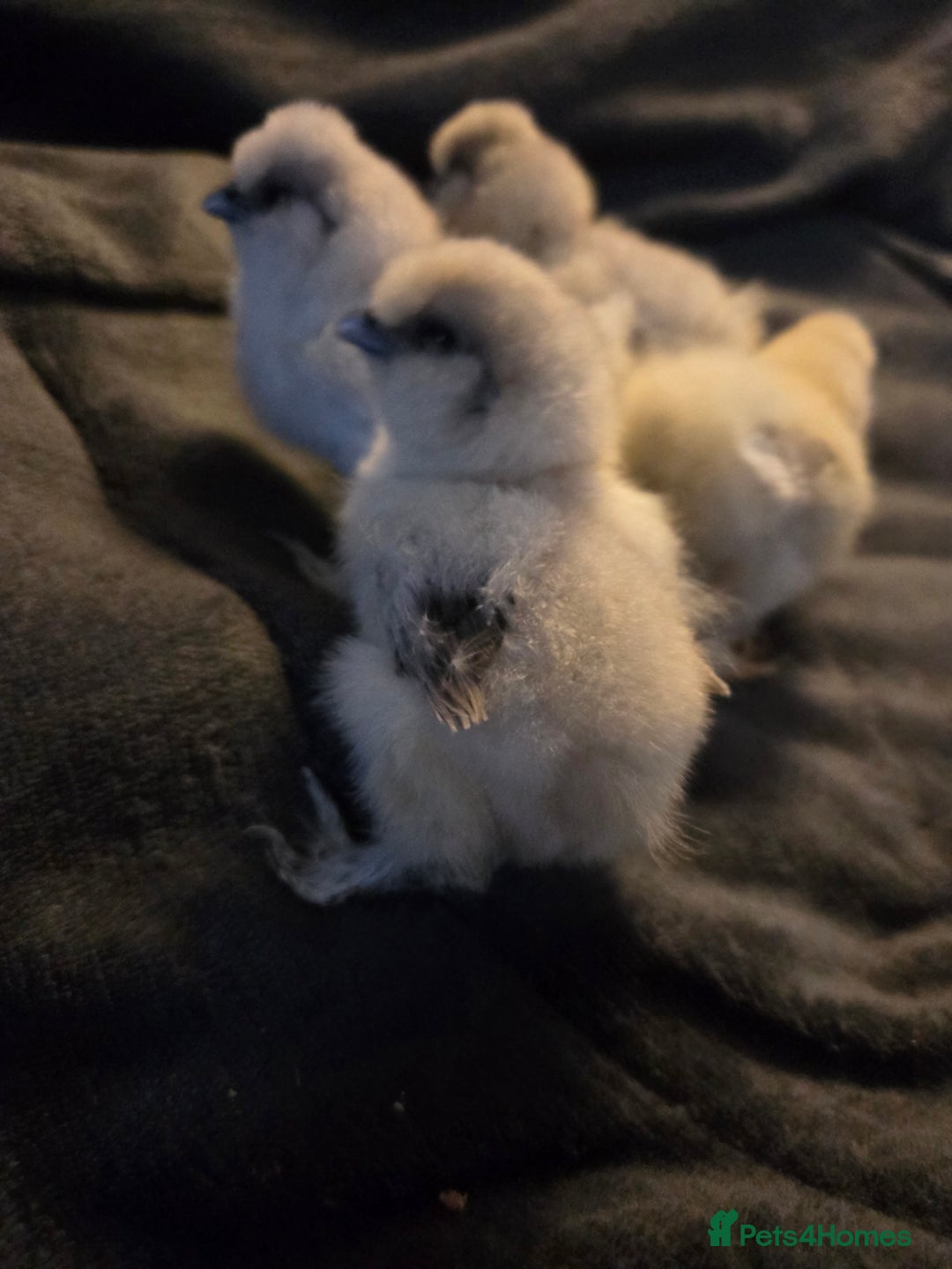 Chickens poultry for sale: USA MINI SILKIES  - Image 3