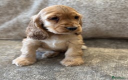 Cocker Spaniel dogs for sale: BEAUTIFUL KC SHOW TYPE COCKER SPANIELS  - Image 37