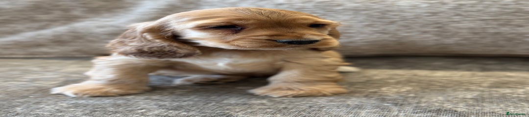 Cocker Spaniel Puppy 4