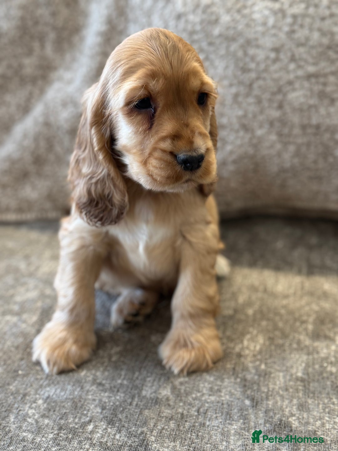 Cocker Spaniel dogs for sale: BEAUTIFUL KC SHOW TYPE COCKER SPANIELS  - Image 37