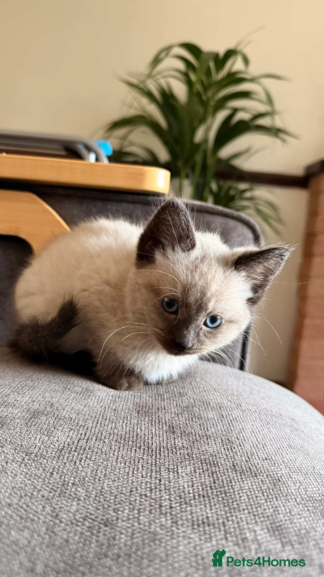 Ragdoll cats for sale: Lovely Male Ragdoll Kitten  - Advert 1
