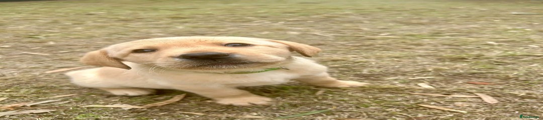 Labrador Retriever Puppy 10