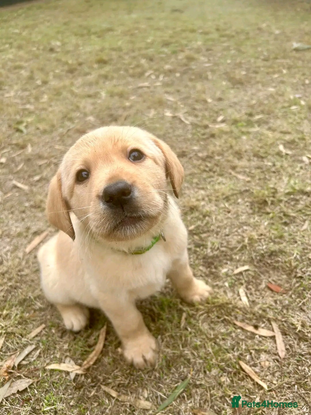 Labrador Retriever dogs for sale: Pure breed Labrador Retrievers puppies  - Image 28