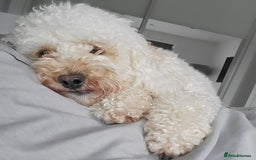 Cockapoo dogs for sale: 🐾 F1bb Red Cockapoo Puppies 🐾 - Advert 4