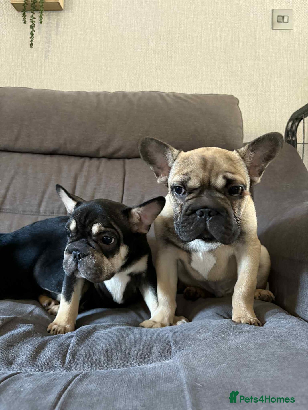 French Bulldog dogs for sale: 3 French Bulldog Pups - Advert 4