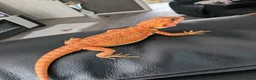 Bearded Dragon reptiles for sale: Hand tame - Advert 5