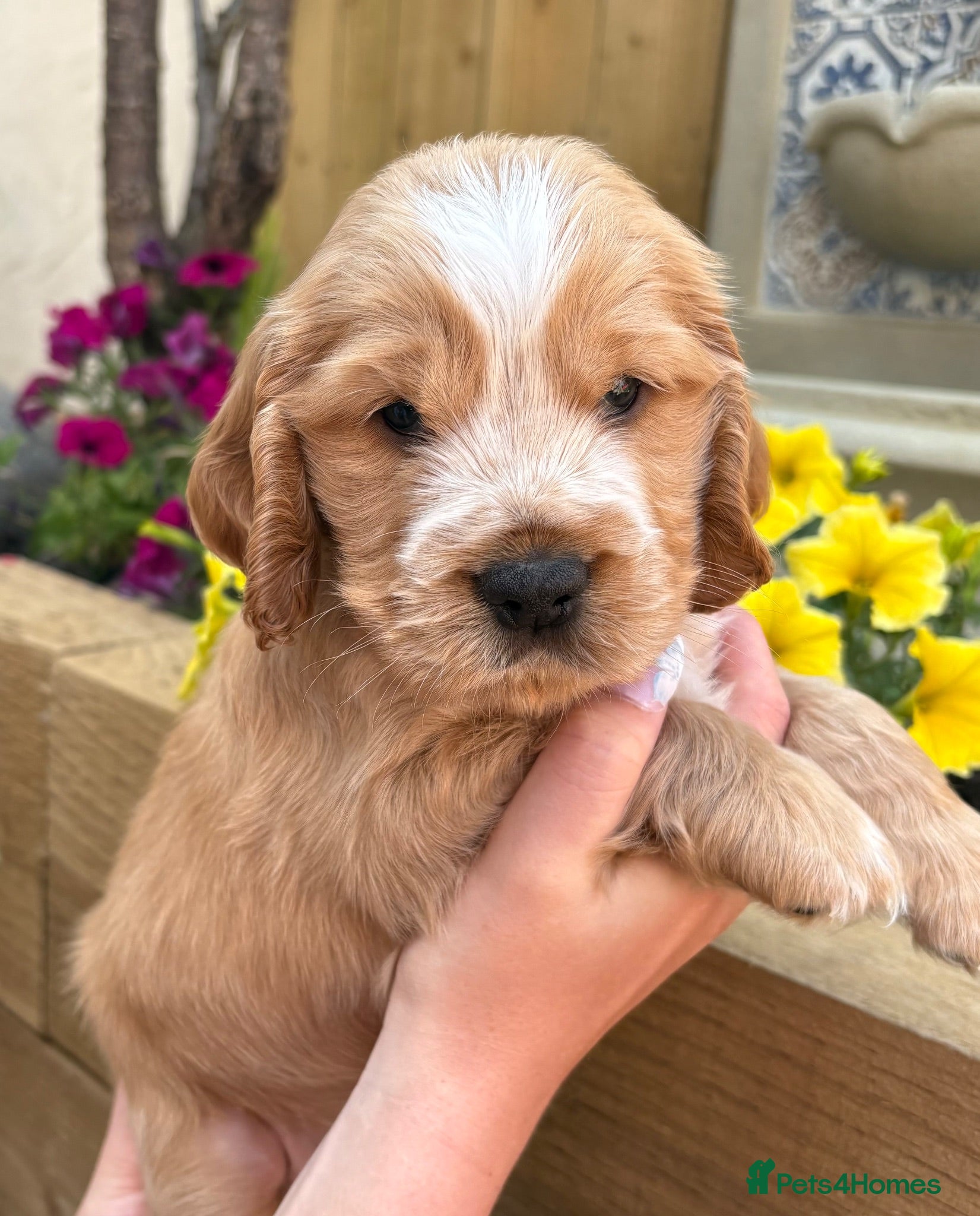 Cocker Spaniel dogs ‼️ Ready to leave ‼️ Show Cocker Spaniel's - Advert 2