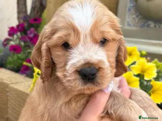 Cocker Spaniel dogs ‼️ Ready to leave ‼️ Show Cocker Spaniel's - Advert 2