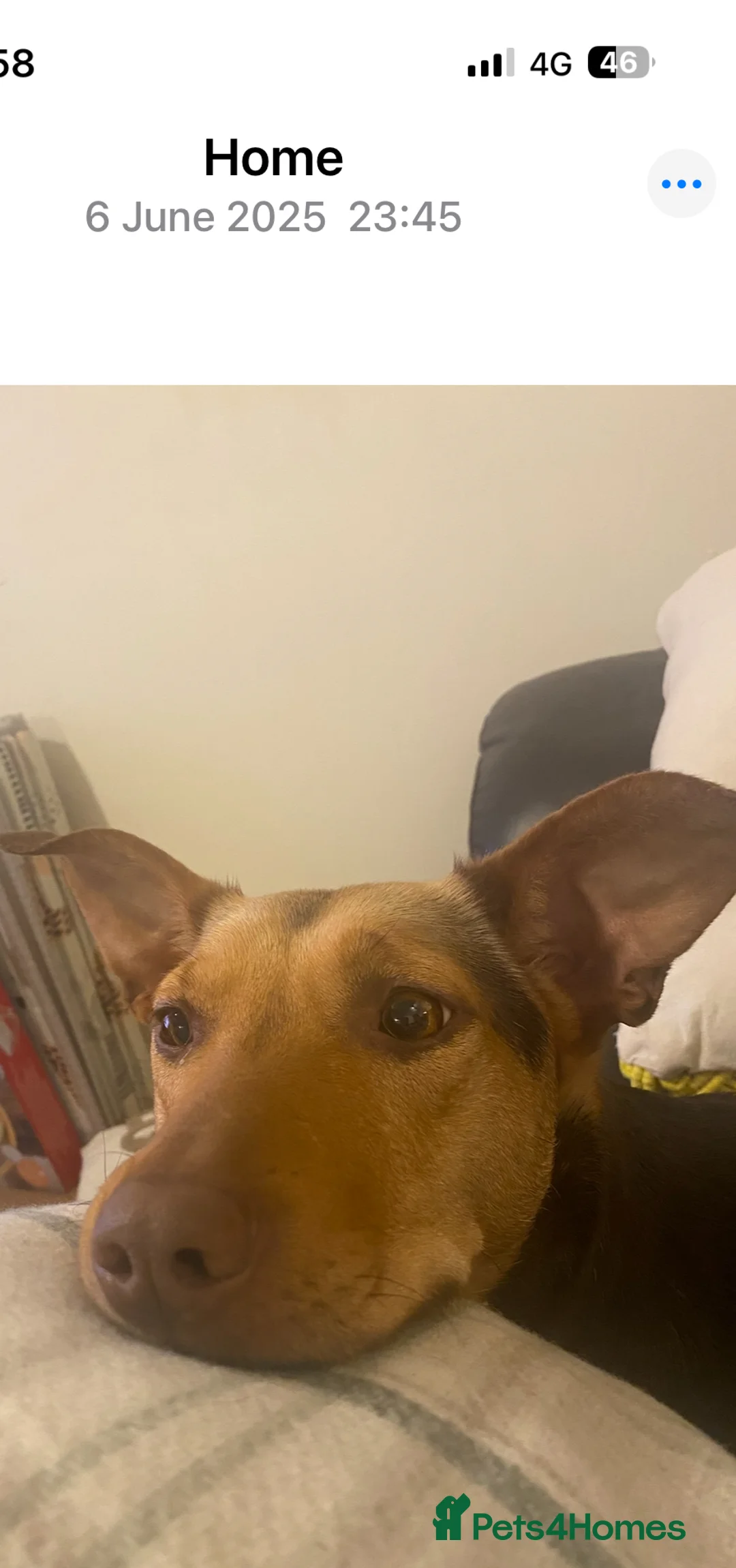 Australian Kelpie dogs for sale: Australian Kelpie Rehome  - Advert 4