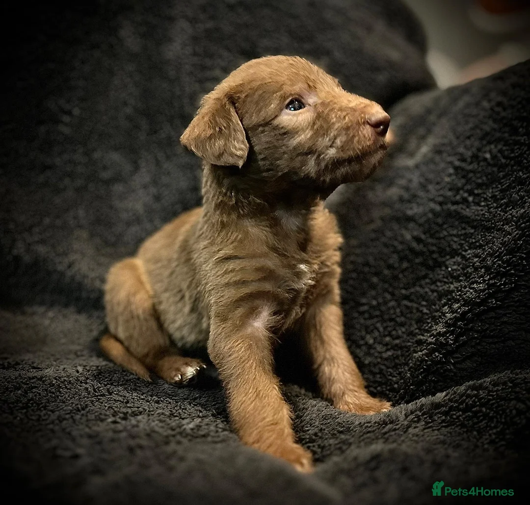 Bedlington Terrier dogs for sale: Pure Bedlington Whippet Puppies  - Advert 6