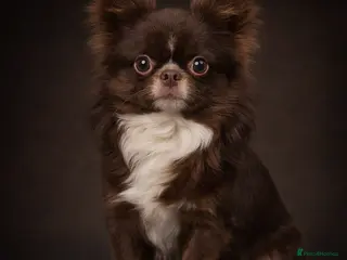 Chihuahua dogs Chihuahua Chocolate longhaired Stud in Romford - Advert 9