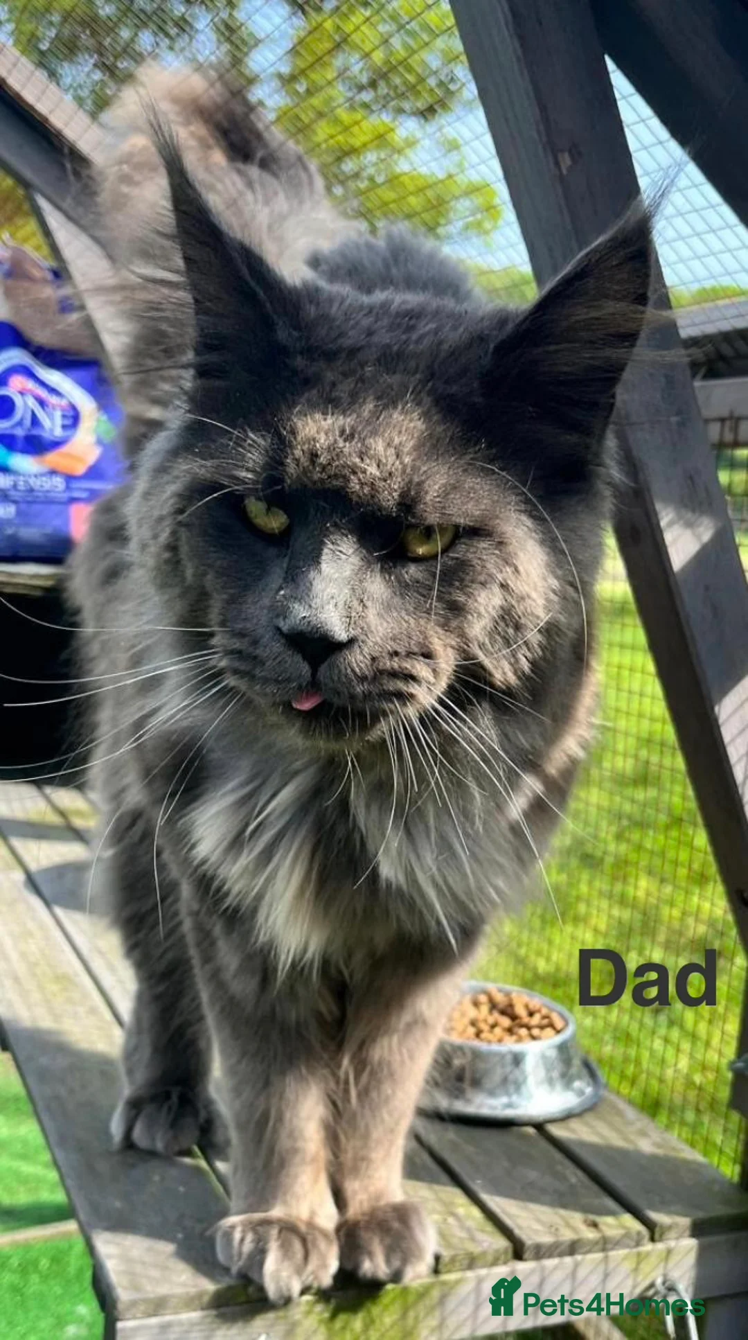 Maine Coon cats for sale: Maine Coon x Persian/Ragdoll Mix - Advert 20
