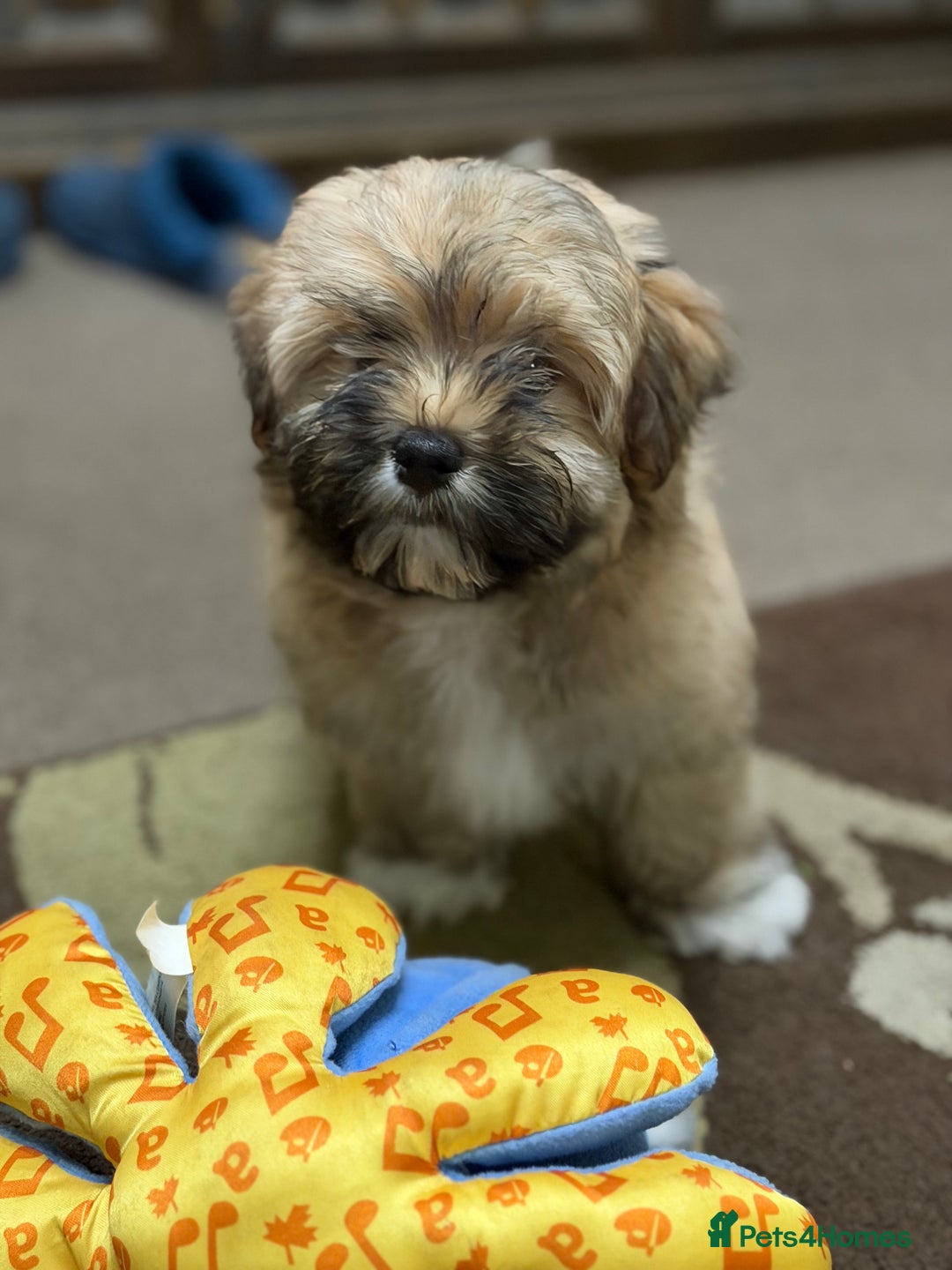 Havanese dogs for sale: ***Amazing Havanese Puppies *** - Advert 28