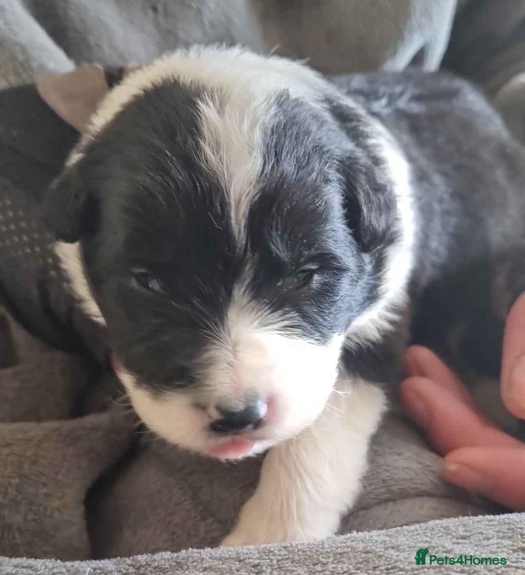 Border Collie dogs for sale: Border collie puppies with KC registered parents - Image 11