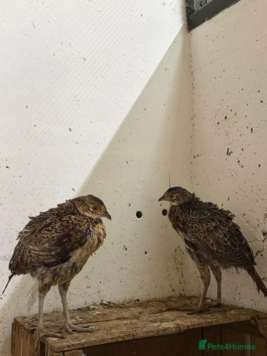 Pheasants poultry for sale: Pheasants available - Advert 1
