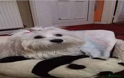 Maltese dogs for sale: Maltese puppies - Image 35