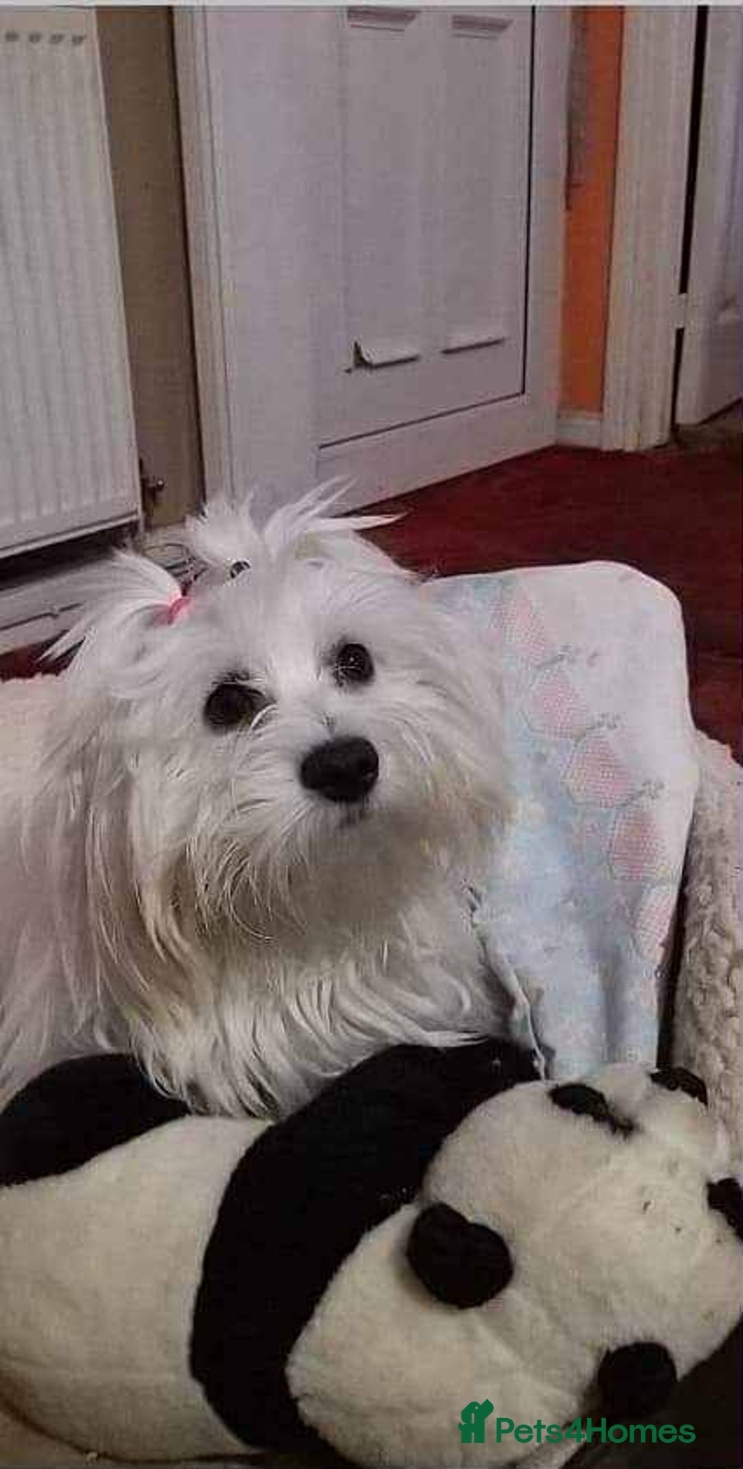 Maltese dogs for sale: Maltese puppies - Image 35