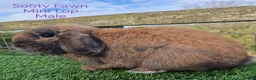 Mini Lop rabbits for sale: Various Adult Mini Lops - Advert 5