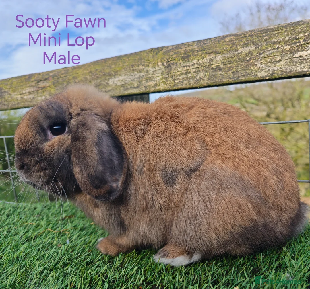 Mini Lop rabbits for sale: Various Adult Mini Lops - Advert 5
