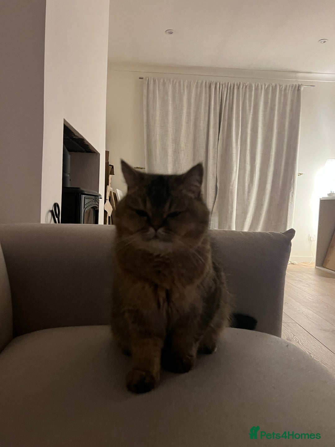 British Shorthair cats for sale: Chunky Black Tipped British Shorthair for sale - Advert 4