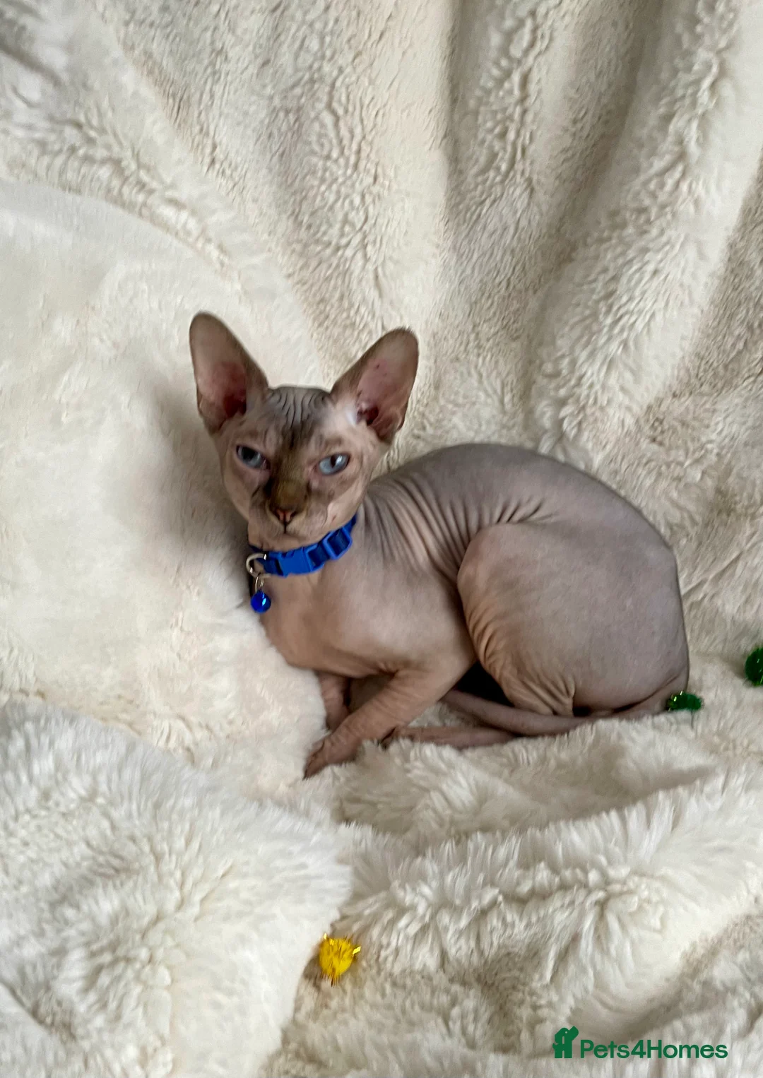 Sphynx cats for sale: Handsome and loving Canadian Sphynx Boy  - Advert 1