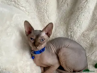 Sphynx cats for sale: Handsome and loving Canadian Sphynx Boy - Advert 2