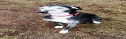 Lurcher dogs for adoption: 🖤 JET – A Gentleman Lurcher for a Forever Sofa 🖤 in Worksop - Advert 22